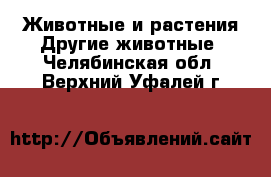 Животные и растения Другие животные. Челябинская обл.,Верхний Уфалей г.